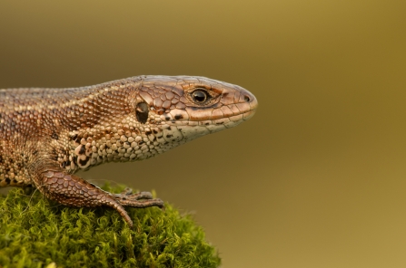 Common lizard - Danny Green/2020VISION