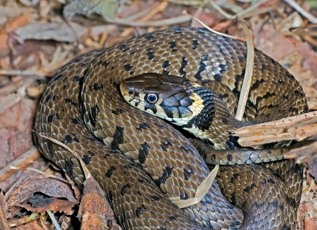 Grass snake coiled on leaf litter