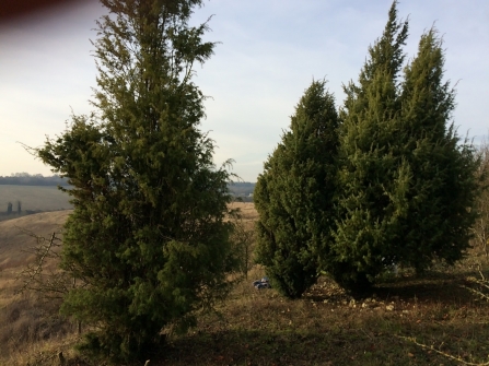 Juniper trees growing in Bedfordshire