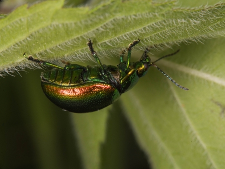 Tansy beetle on a leaf
