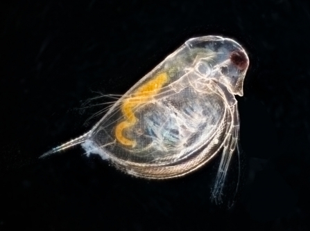 Close up of daphnia