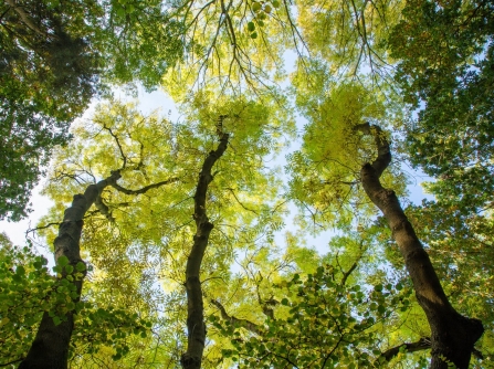 A canopy shot taken at Gamlingay Woods