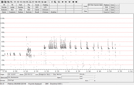 Sonogram of Barbastelle and Common Pipistrelle bat calls