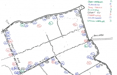 A breeding bird survey document from Brampton Wood