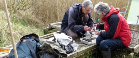 Volunteers conducting a water beetle survey