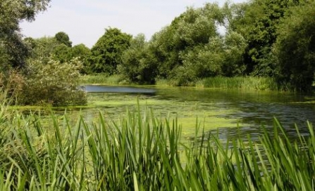 Barnes Meadow