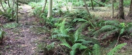 Soft Ferns