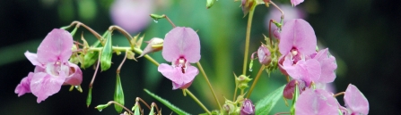 Himalayan Balsam