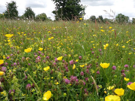 Houghton Meadows