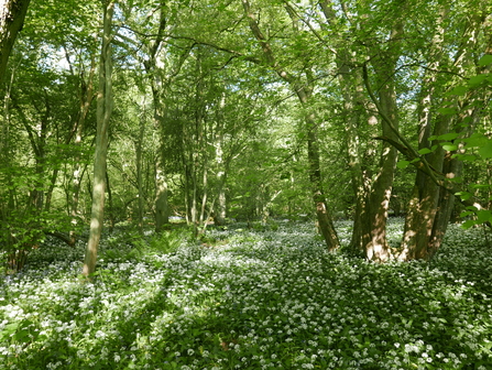 Wild garlic at Old Sulehay Forest
