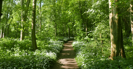 Wild garlic growing in Old Sulehay Forest