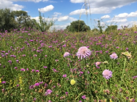 Trumpington Meadows