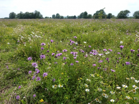 Wildflowers - Trumpington Meadows