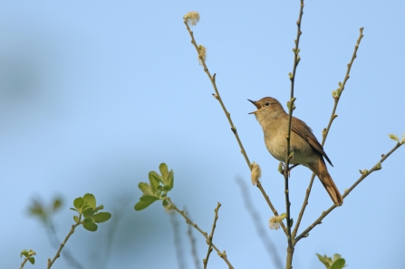 Nightingale 