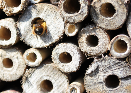 A bee enters a tube in a bug hotel