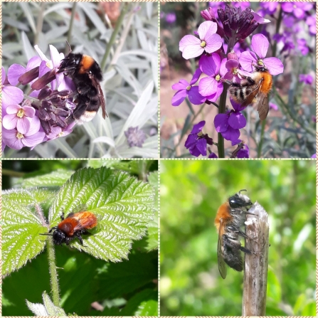 Four types of bee found at Lings nature reserve by Ryan Clarke