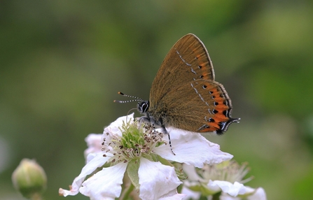 Black hairstreak butterfly