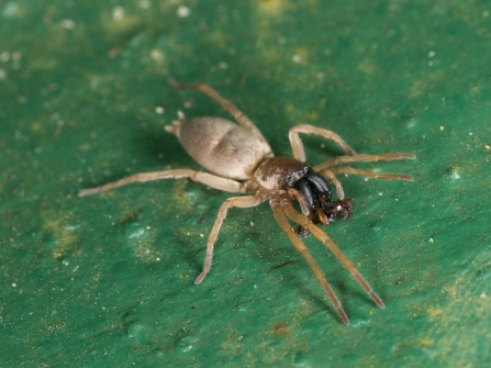 A Clubiona spider