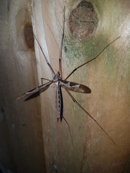Crane fly clinging to a fence