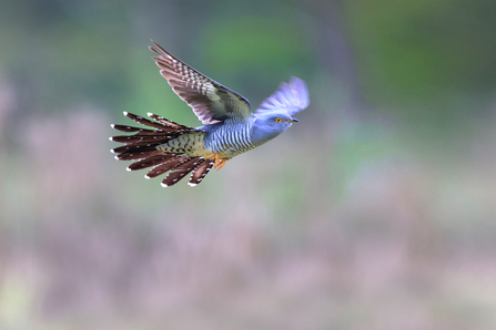 cuckoo in flight by Jon Hawkins
