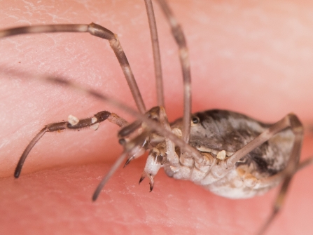 A close-up view of a harvestman trying to feed on a finger