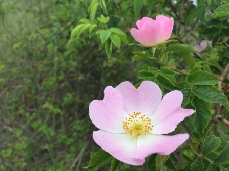 Dog rose in flower by Rosalind Johnston