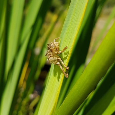 Dragonfly exuvia on a plant stem