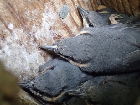 Nuthatch chicks all piled on top of each other in a nest box