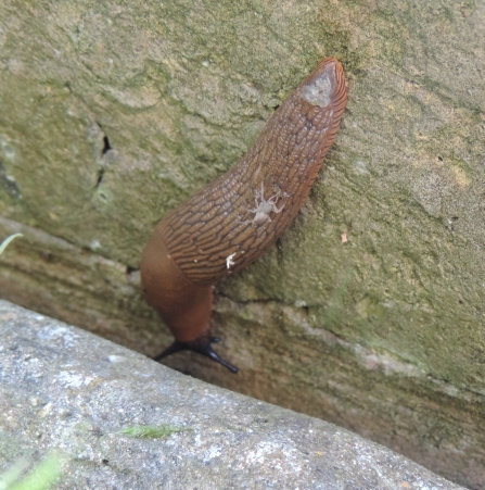 A spider appears stuck on a slug crawling on a wall