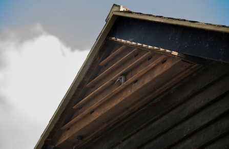 A swift checks out the Trumpington swift box by Matt Streten