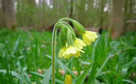 Oxlip in Gransden Wood