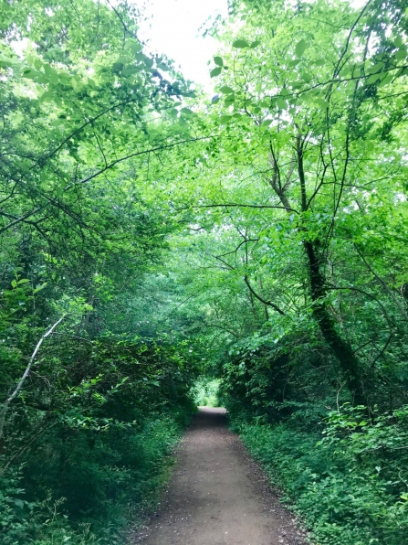 A path through the trees at Oaks Wood