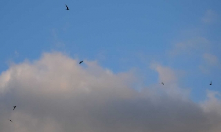 Swifts in flight by Paul Wyer