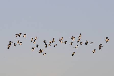 Flock of lapwings