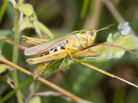 Omocestus viridulus, Common Green Grasshopper - Brian Eversham