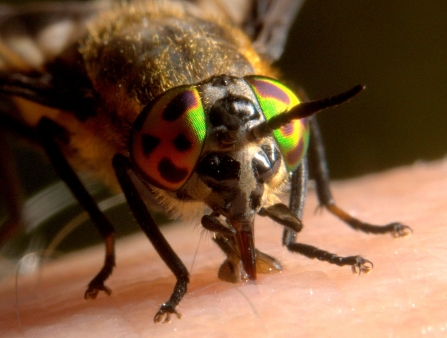 Chrysops caecutiens, horsefly at Ring Haw, Northamptonshire - Brian Eversham