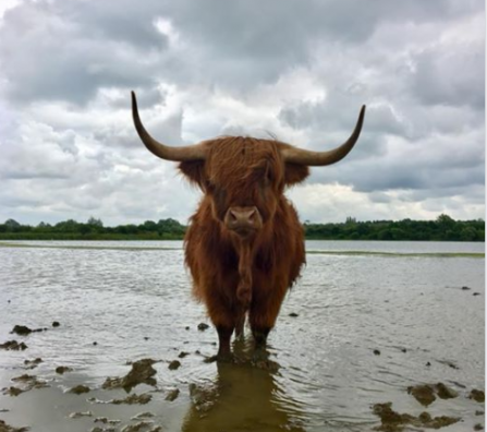 NW highland cattle by Daisy Moser