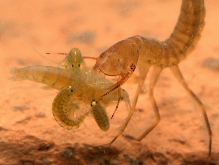 Great Diving Beetle 