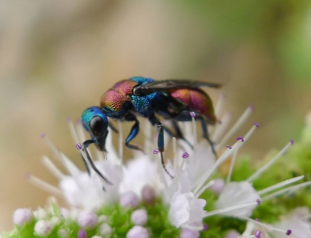 A jewel wasp on a flower