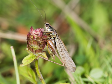 Metrioptera roeselii f. diluta, long-winged Roesel's Bush-cricket - Brian Eversham