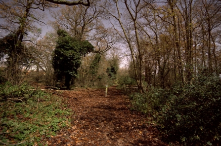 Oaks Wood at Cambourne 
