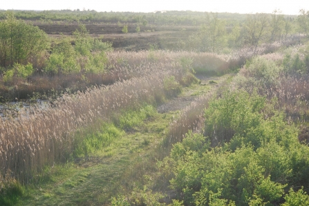 Thorne Moors 