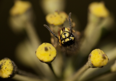 Close up of a wasp, head-on, on an ivy flower