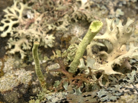 Cladonia sulphurina among other lichens - Brian Eversham