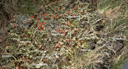 Lichens - Brian Eversham