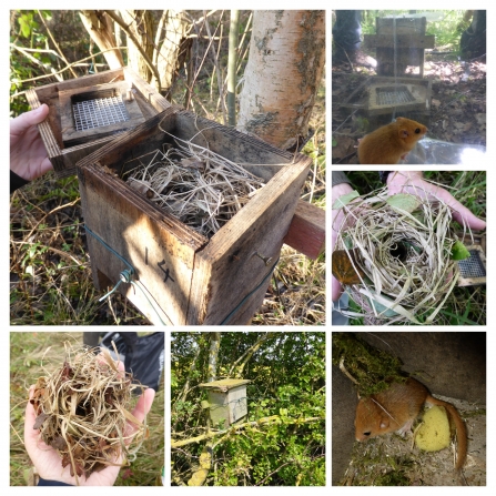 Dormouse boxes and dormice 