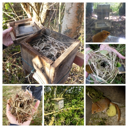 Dormouse boxes and dormice