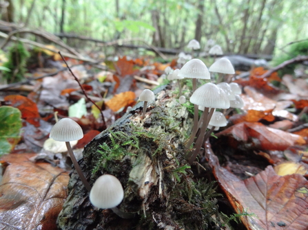 Fungi at Waresley Wood - Laura Osborne