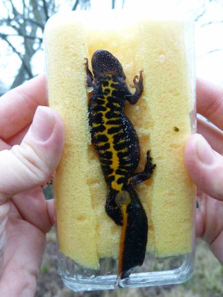 Patricia the great crested newt and her belly pattern, held against a clear plastic tub lid by a sponge