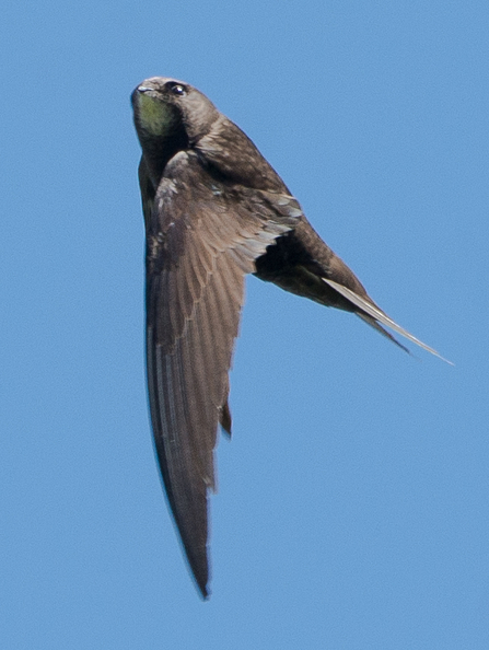 A swift flying upwards with head facing towards camera